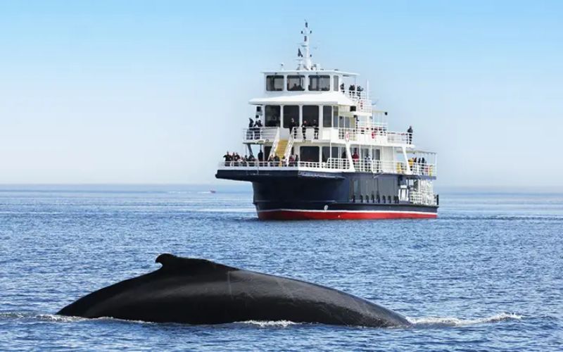 Tadoussac Photo Galerie